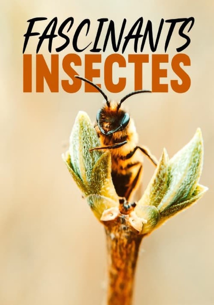 Regarder La Série Fascinants Insectes Streaming